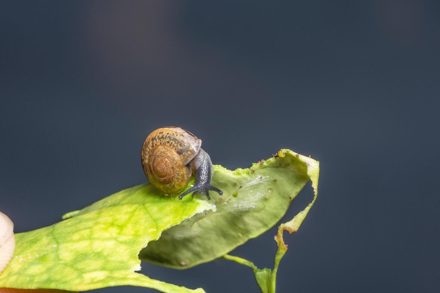 snigel på ett blad foto