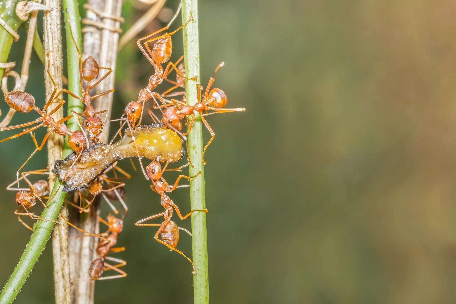 röda myror på växten foto