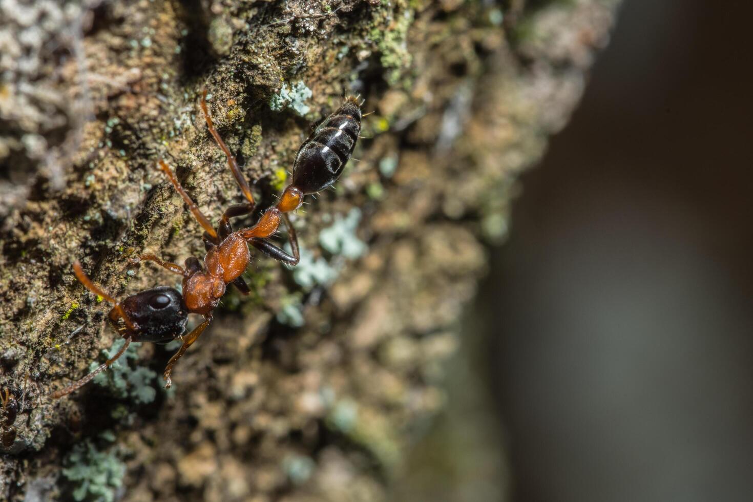 tetraponera rufonigra ant foto