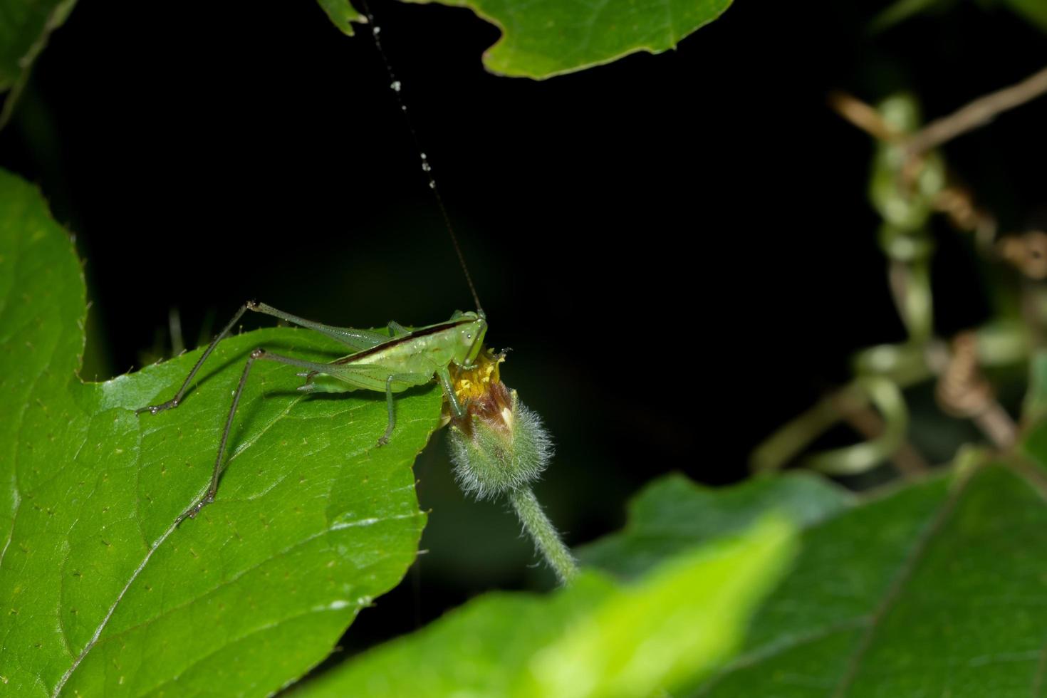 gräshoppa på ett blad foto