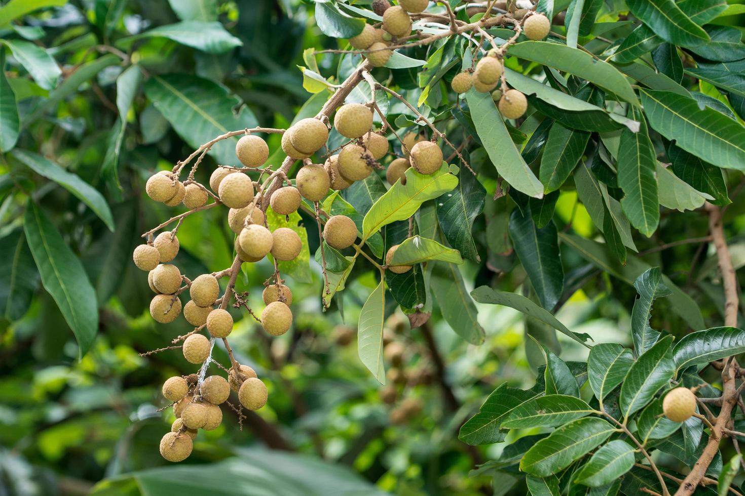 longan träd i skogen foto