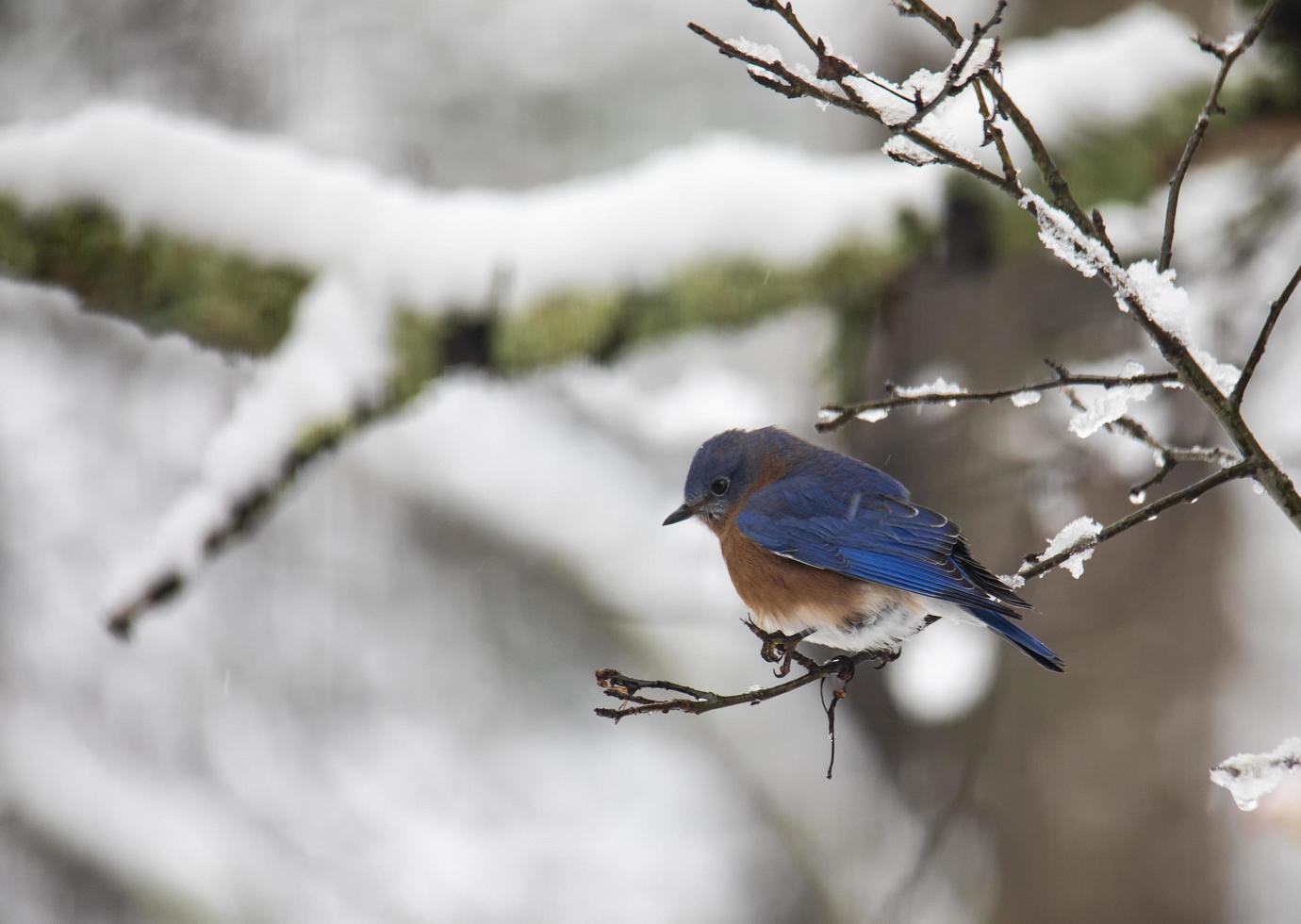 östra blåfågel uppe på en snöig gren foto