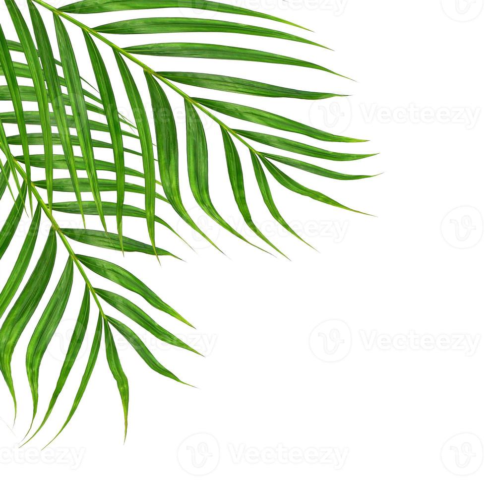 två palmblad på en vit bakgrund foto