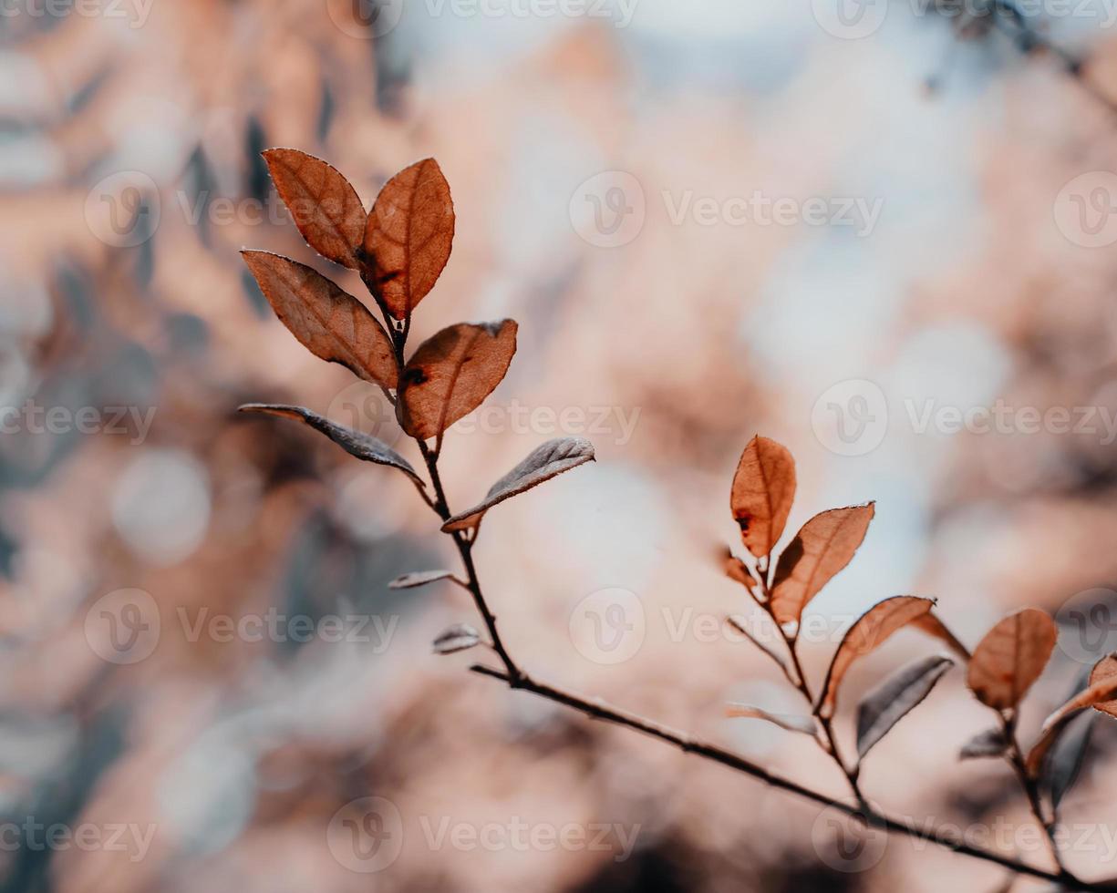 närbild Foto av brun blad