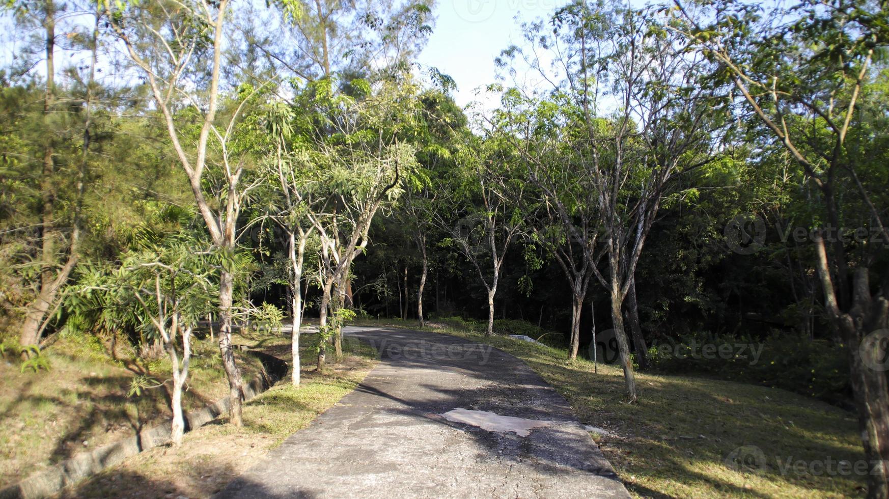 en betong väg in i de skog med träd till de vänster och höger. en parkera, trädgård, eller skog. foto