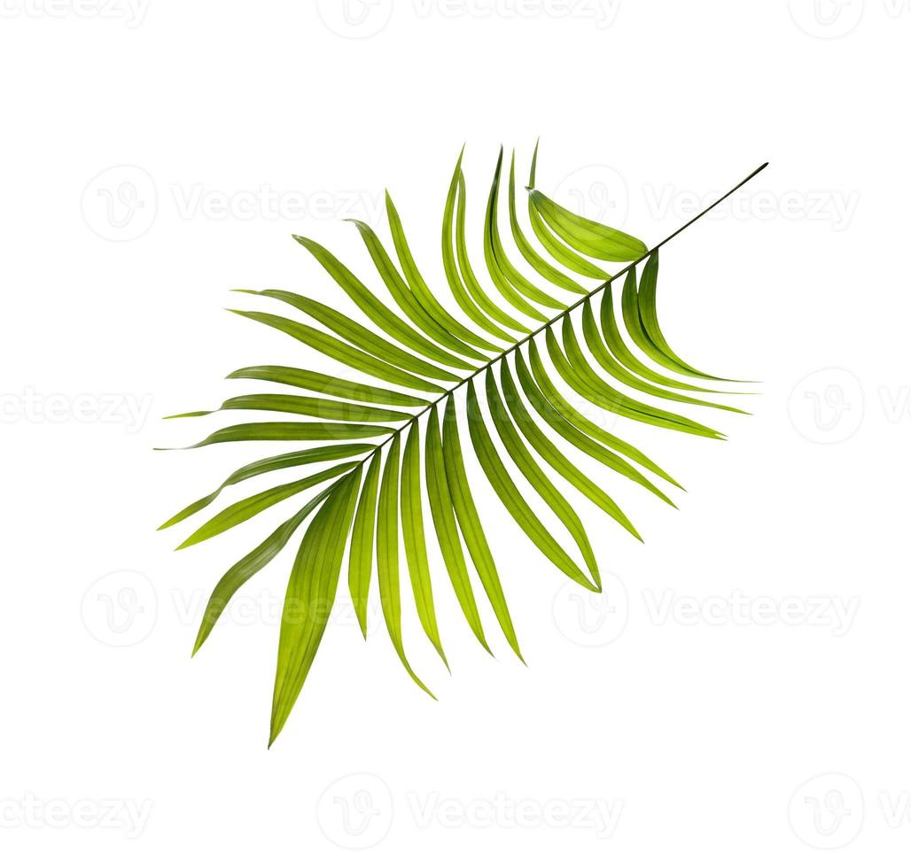 grönt blad av palmträdbakgrund foto