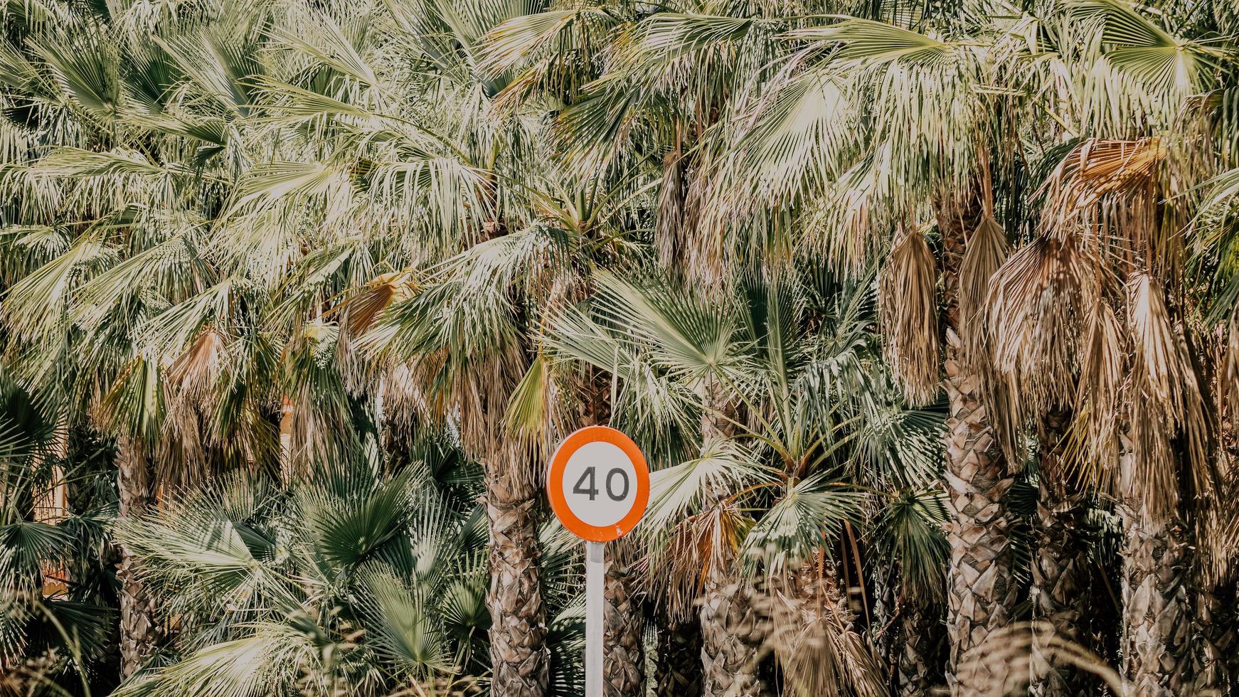 vit och orange vägskylt nära palmer foto
