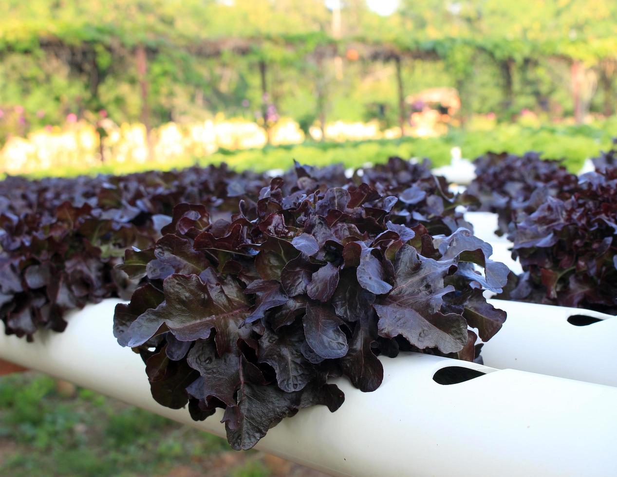 smörhuvud röd ek sallad, ekologisk hydroponic grönsaksodling gård. foto