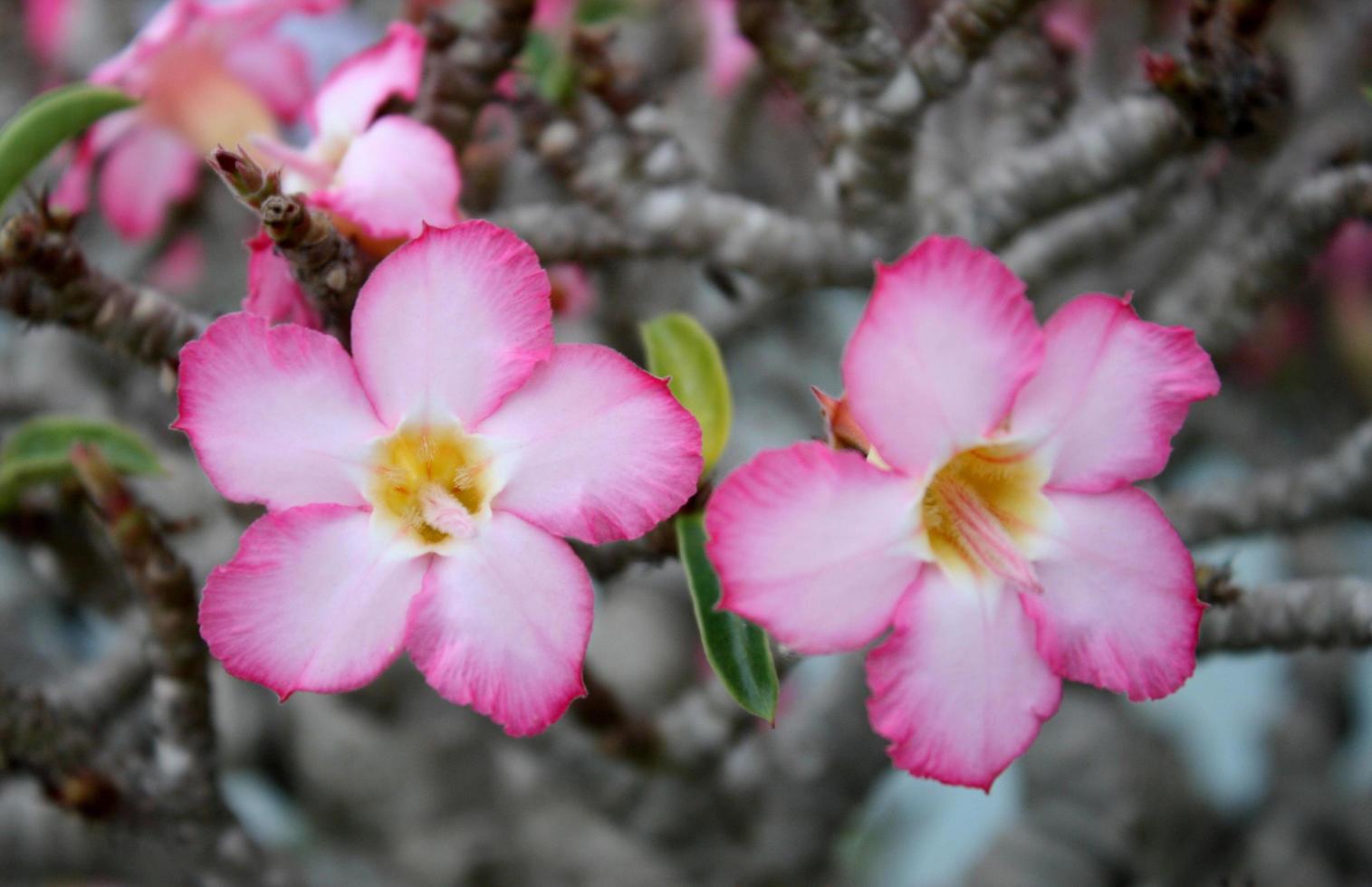 rosa ökenrosor foto