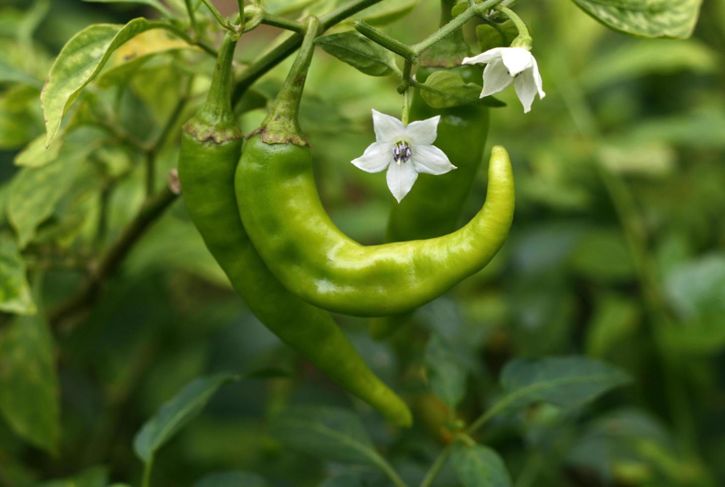 färsk grön chili på träd foto