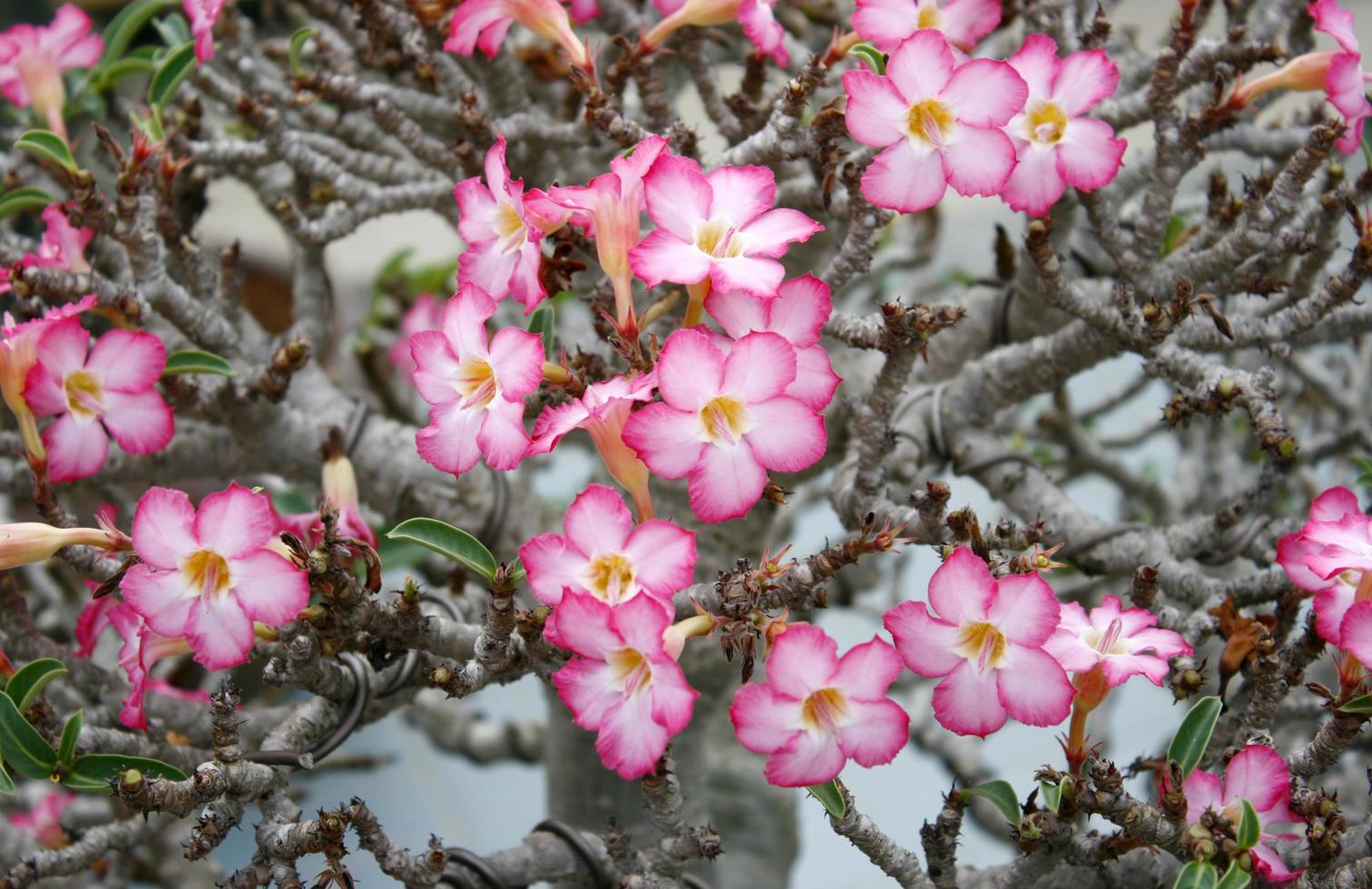 rosa impalaliljablommor foto
