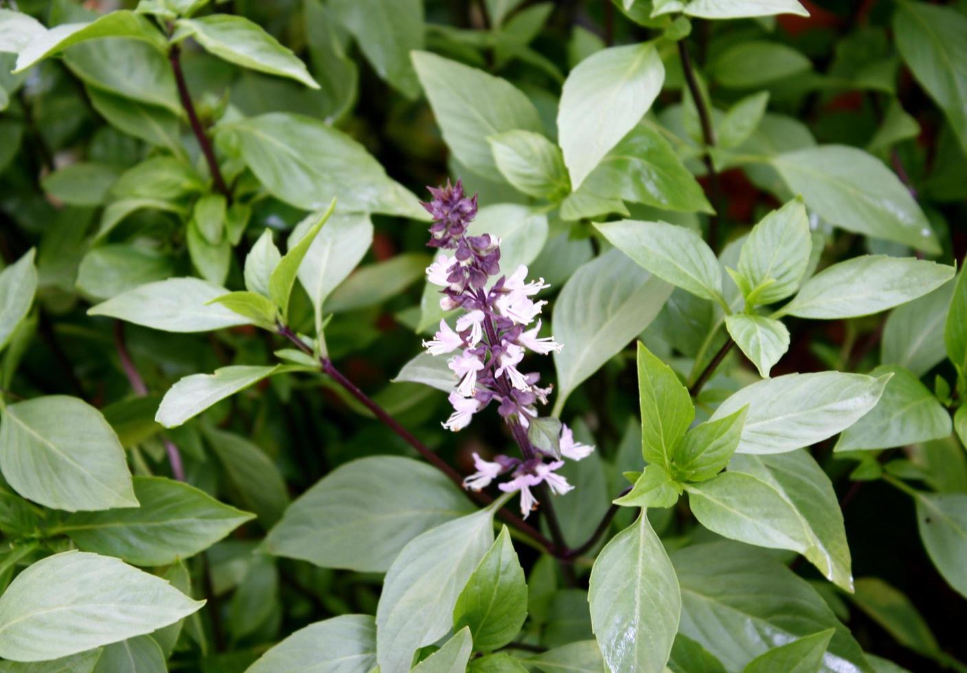 lila blommor och gröna blad foto