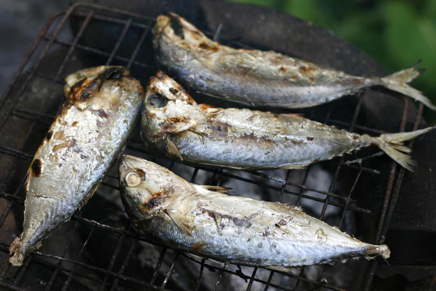 grillade makrillar på spisen foto