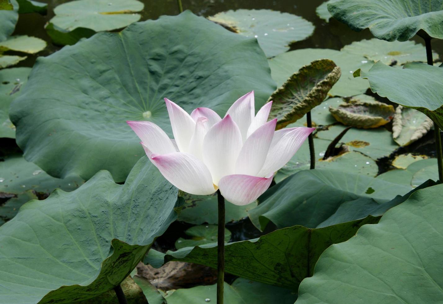 lotusblomma växt foto