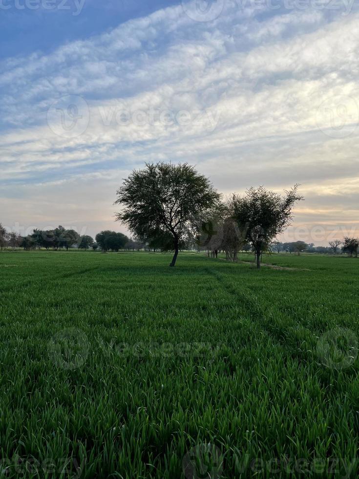 skön lantlig landskap med skön lutning kväll himmel på solnedgång. grön fält och by foto