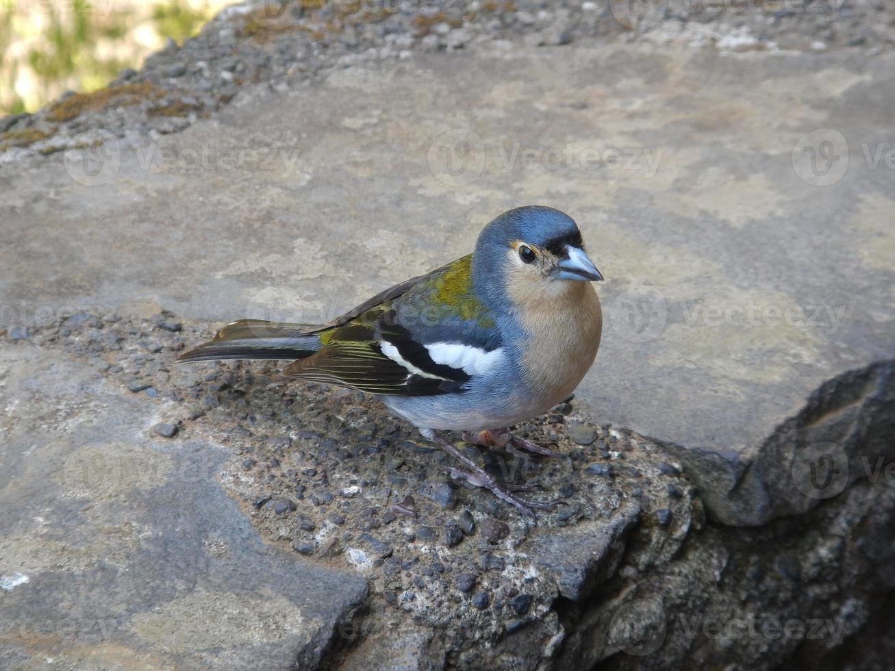 fågel på marken foto