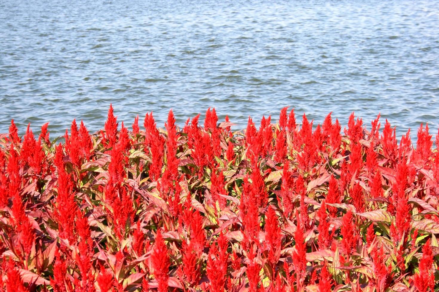 färgglada kukblommor nära vatten foto