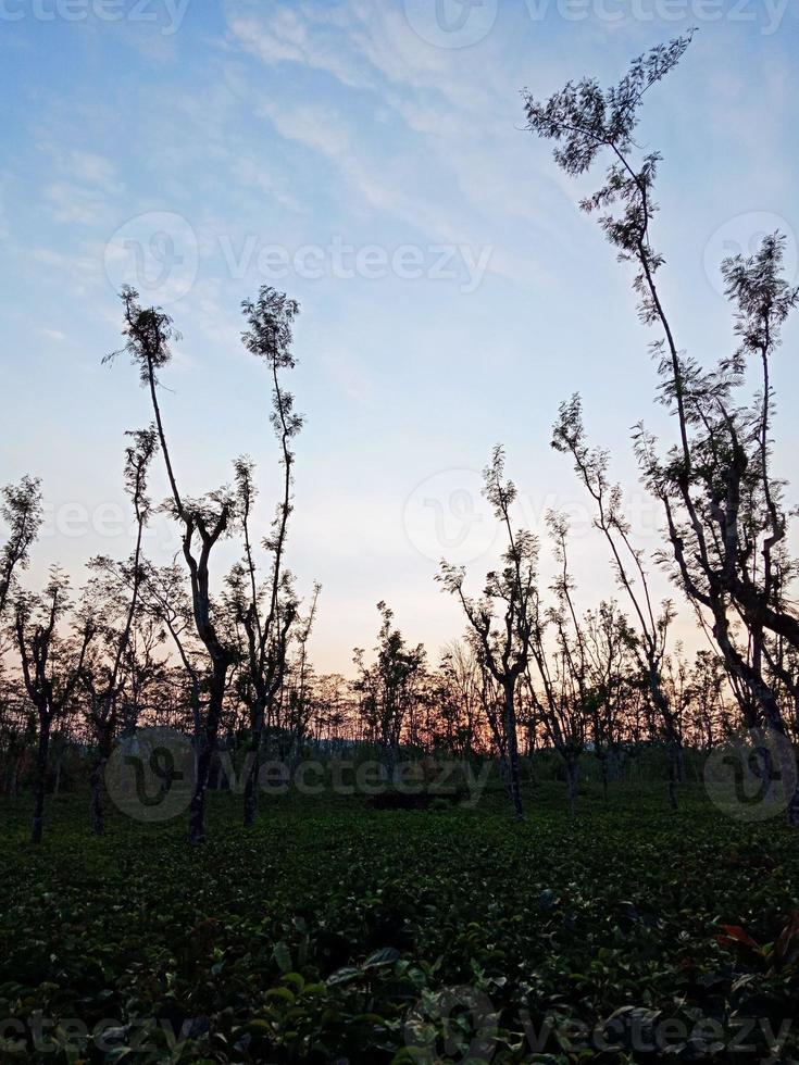 se av plantager i central java foto