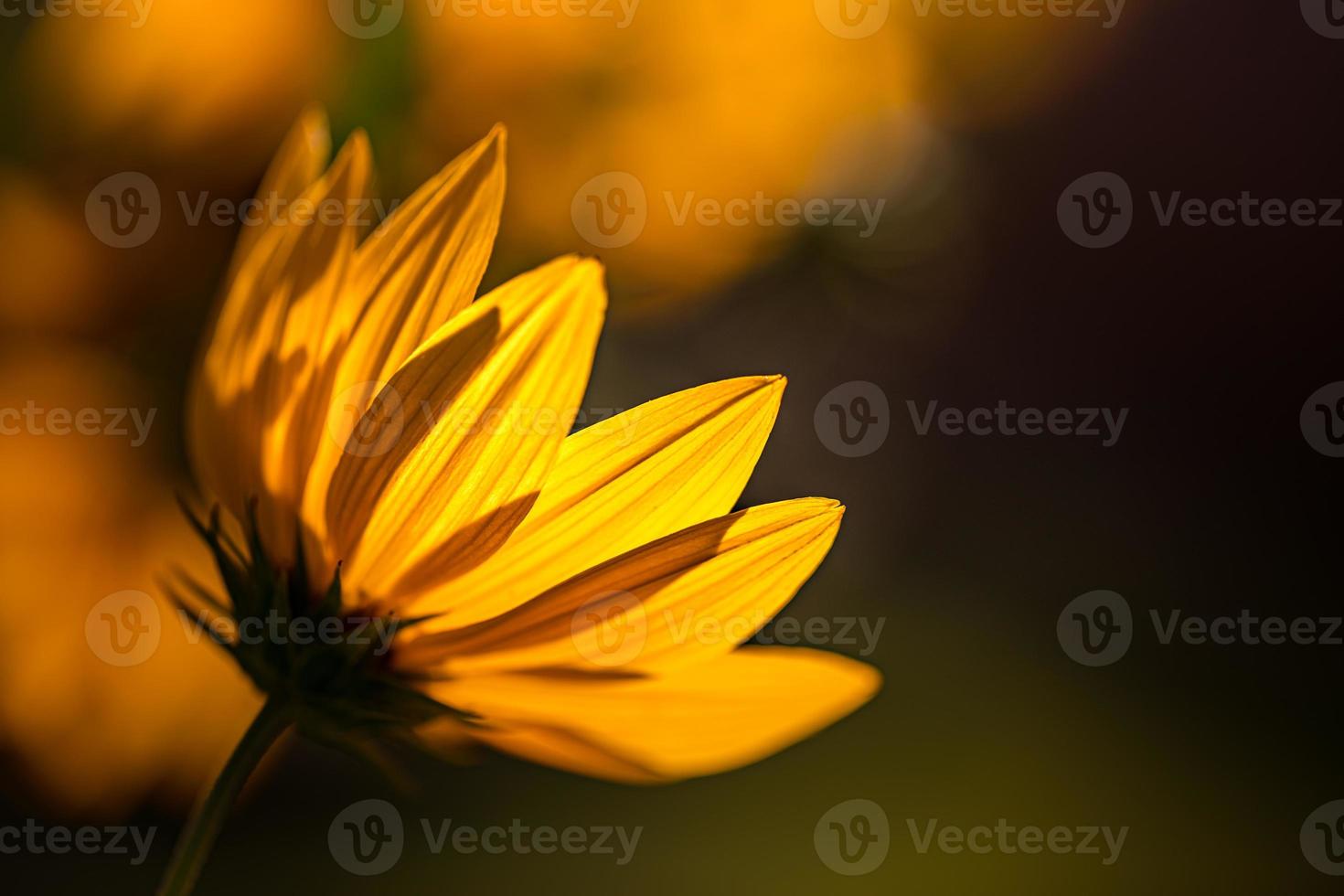 vår blomma bakgrund. skön natur scen med blomning gul blomma och Sol blossa. solig dag vår sommar blommor. abstrakt suddig natur bakgrund. konstnärlig solljus, fredlig natur foto