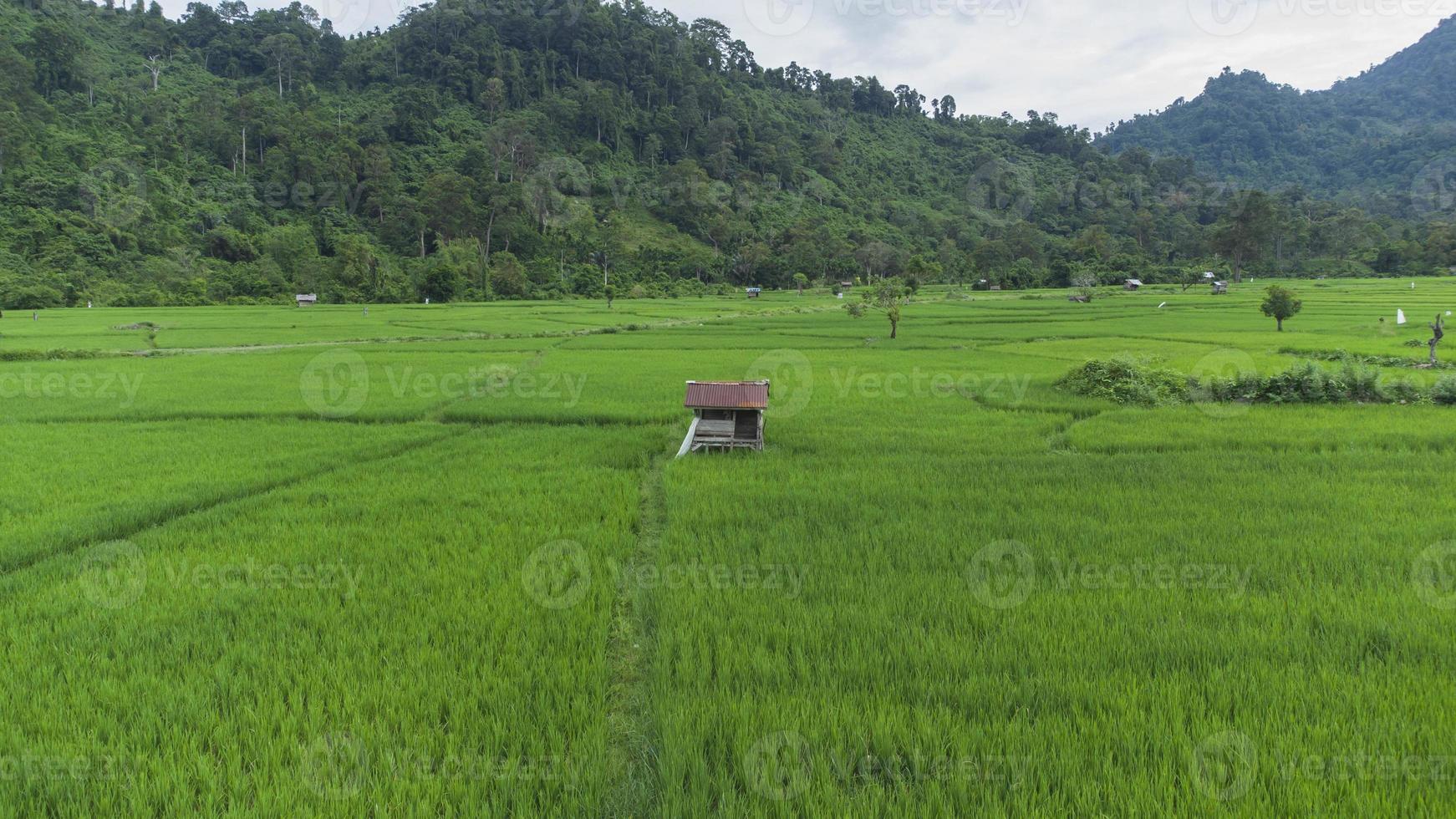 hög vinkel se av ris fält hydda foto