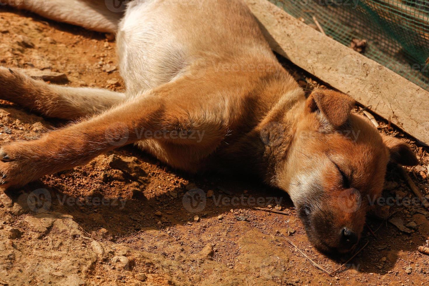 en hund sovande på bruka i norr vietnam by foto