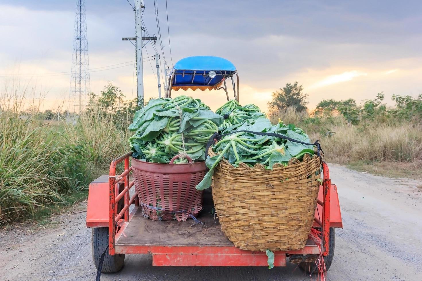 lantbrukstraktor plockar upp blomkålgrönsaker i den gröna ekologiska gården. Thailand foto