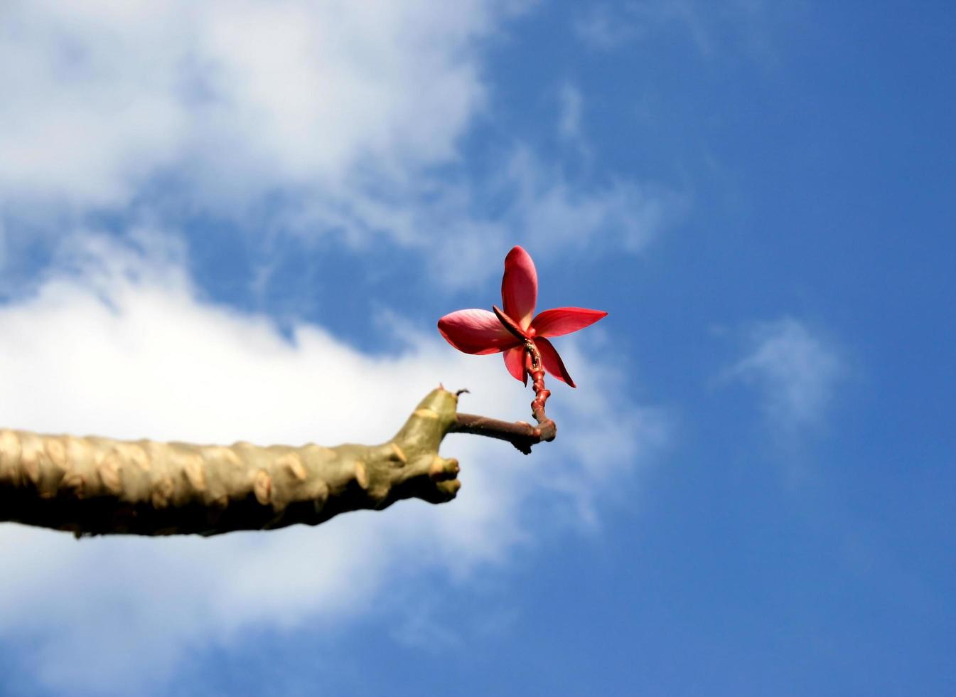 röd plumeria i himlen foto