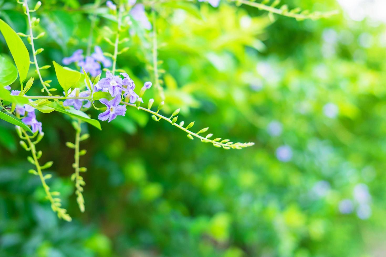 naturlig blommabakgrund foto