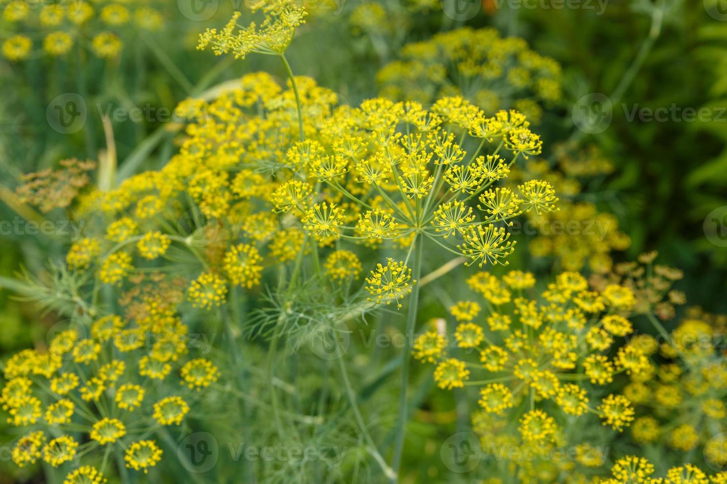 dill i de trädgård. färsk dill växande på de vegetabiliska säng. anethum graveolens. foto