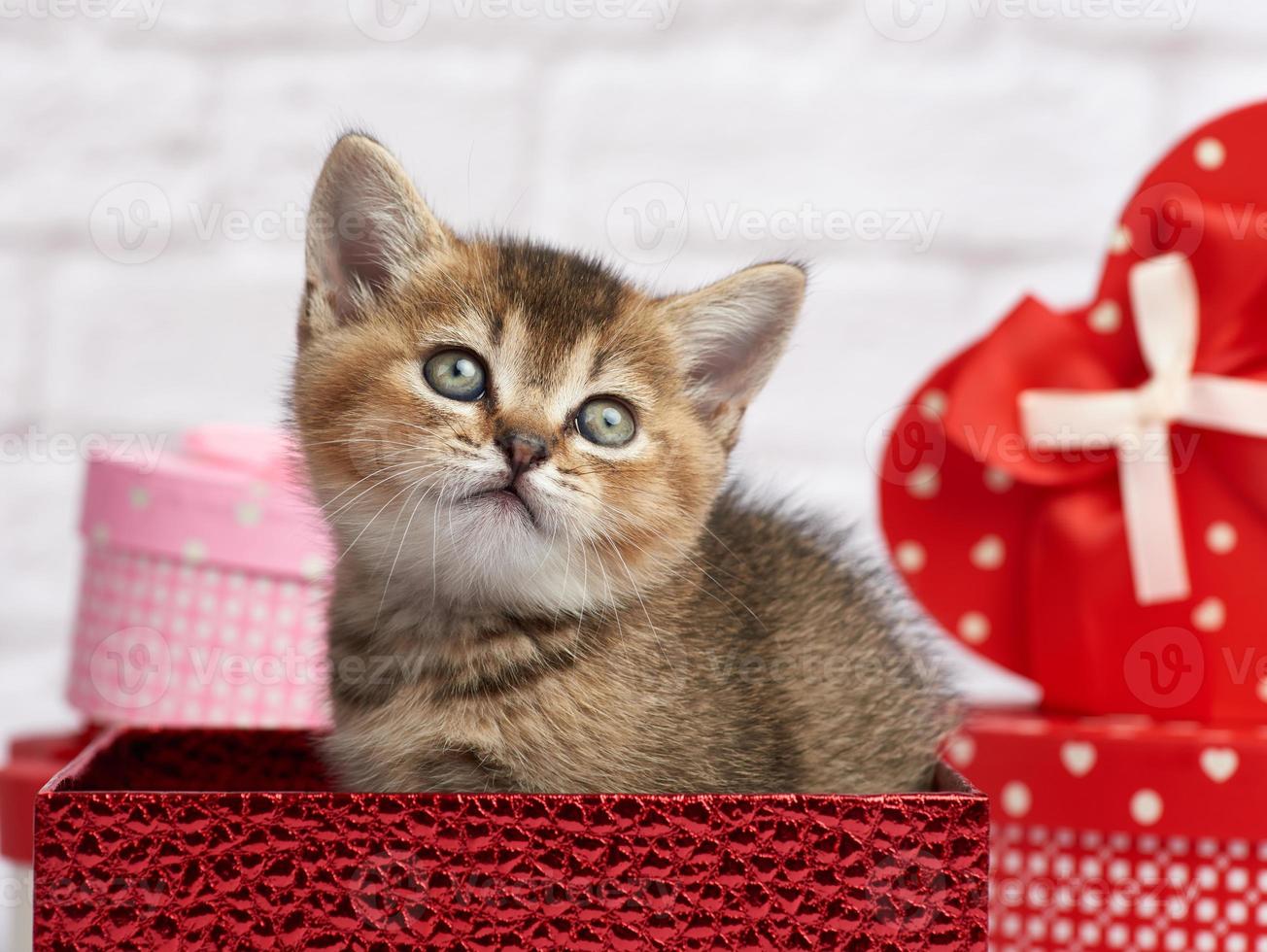 söt kattunge skott chinchilla hetero ras sitter på en vit bakgrund och lådor med gåvor, festlig bakgrund foto