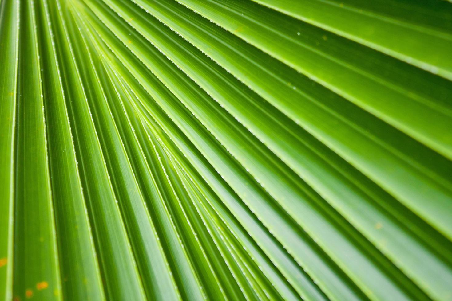 grönt blad bakgrund foto