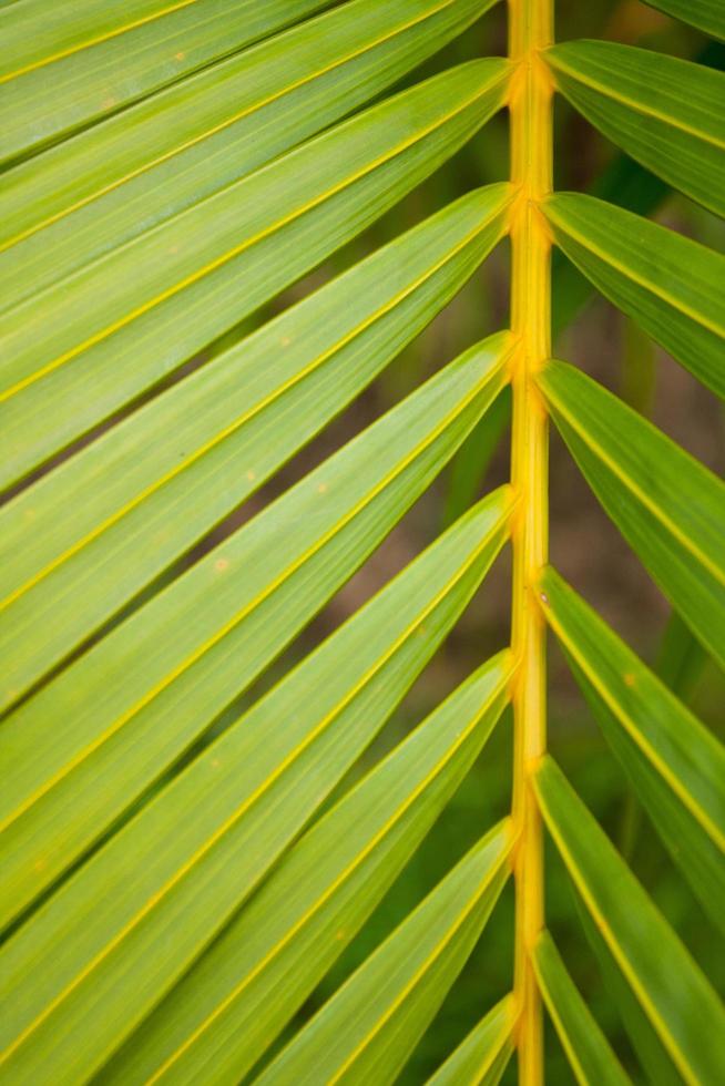 grönt blad bakgrund foto