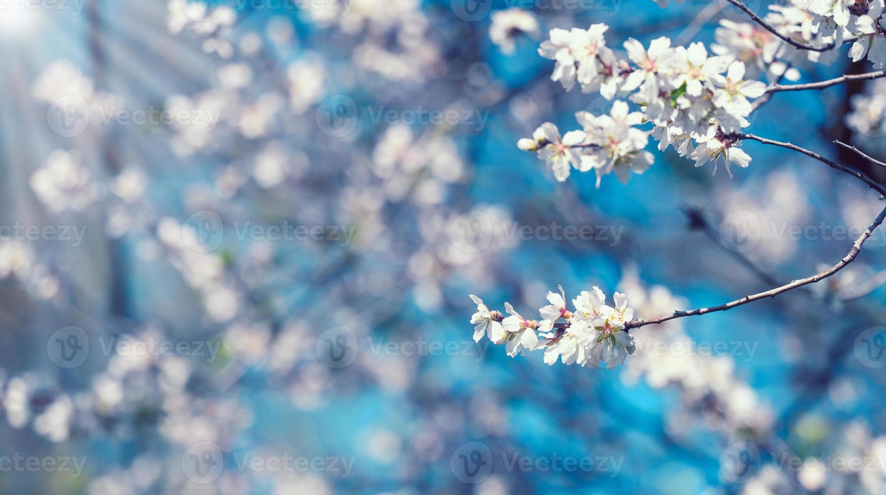 gren med vit mandel blommor på blå himmel bakgrund, solig vår dag foto