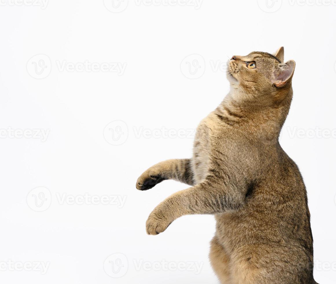 kattunge gyllene bockat skott chinchilla hetero sitter på en vit bakgrund foto