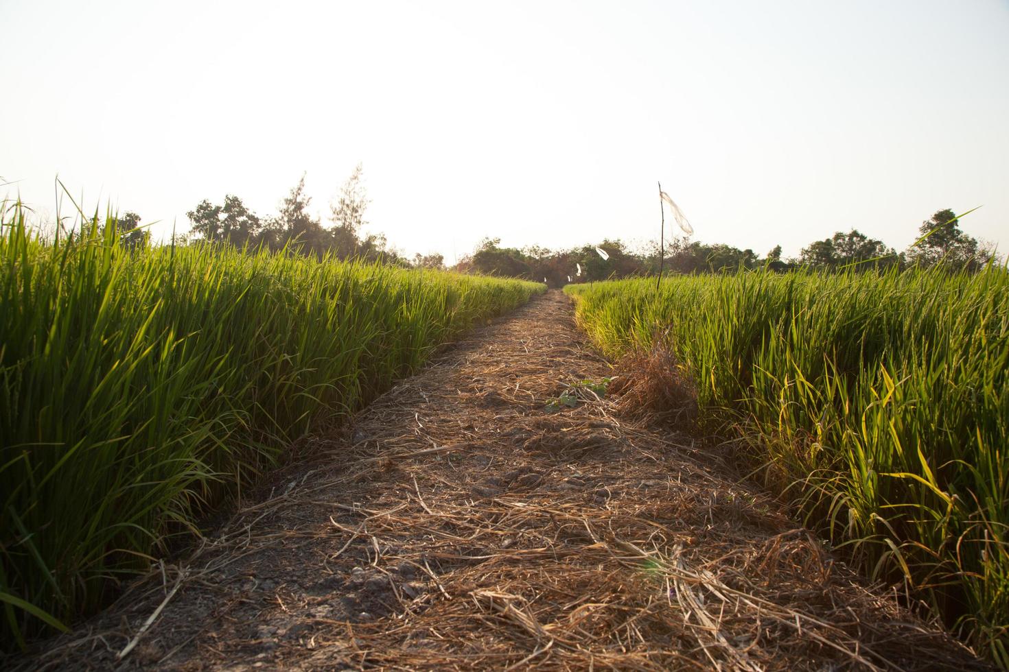 risfält i Thailand foto