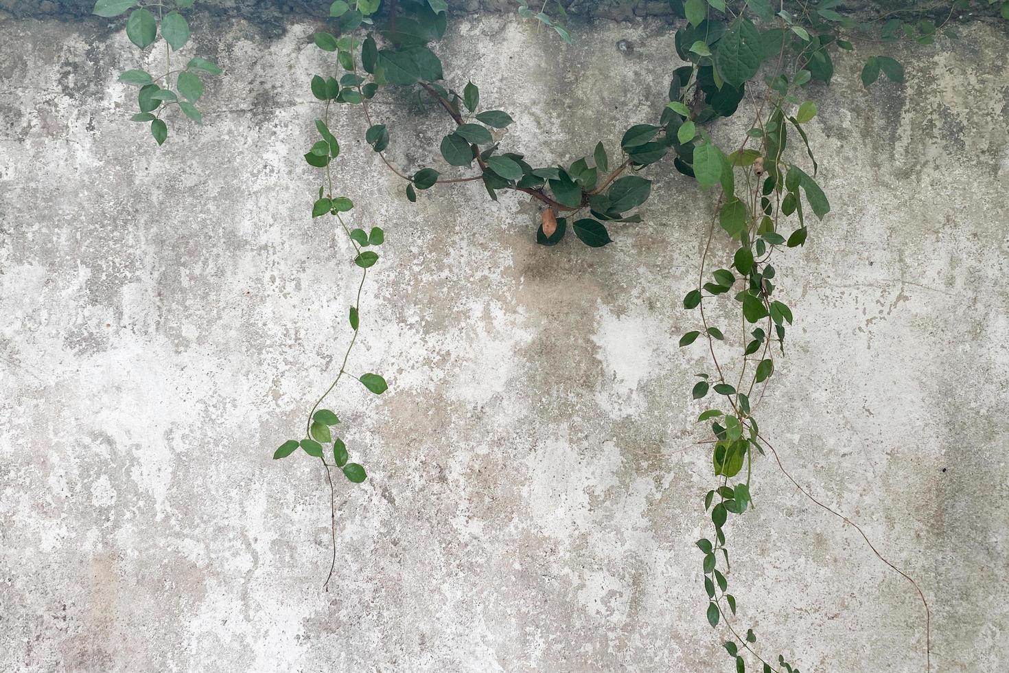 grön löv och grunge betong vägg bakgrund och textur foto