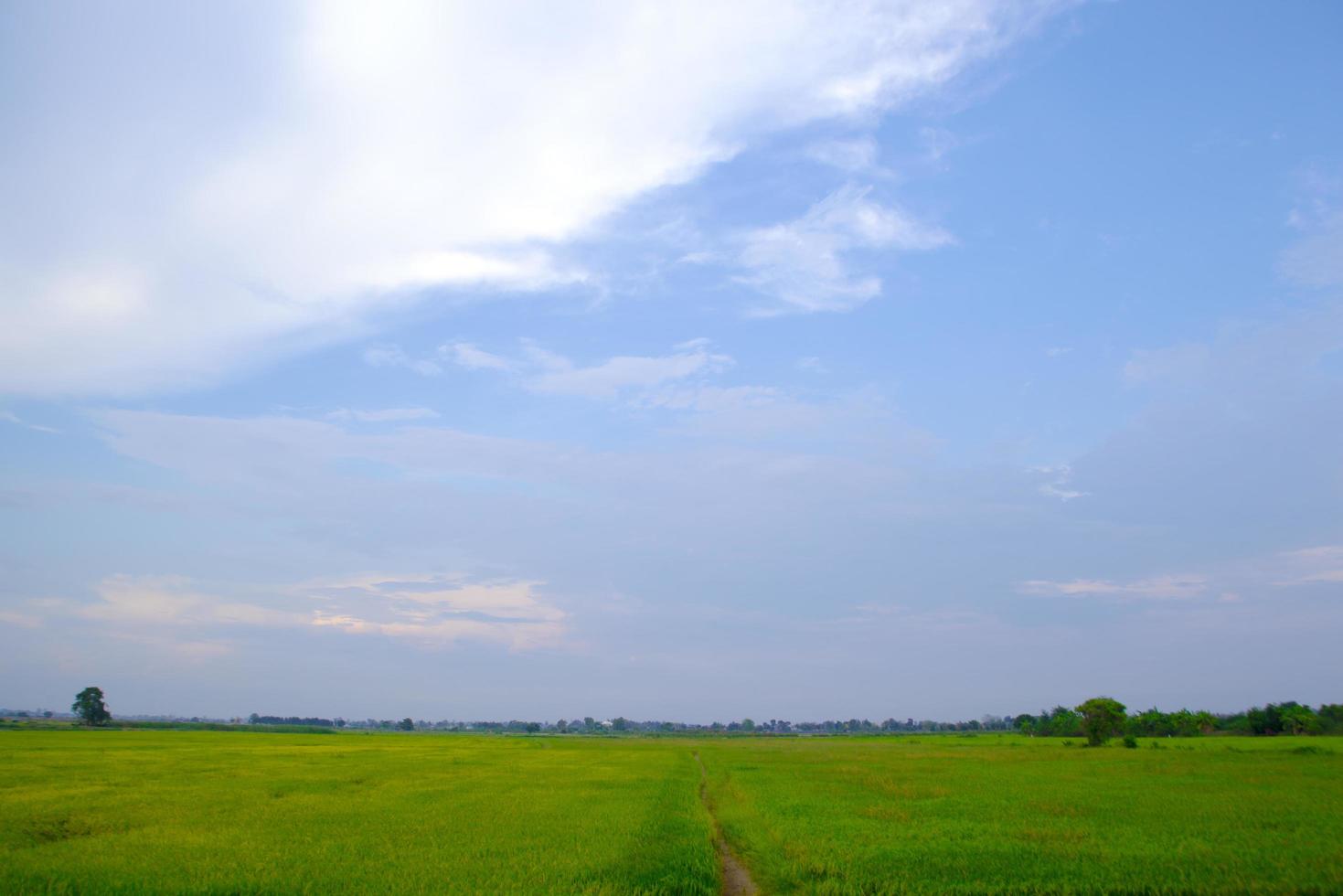 risfält i Thailand foto