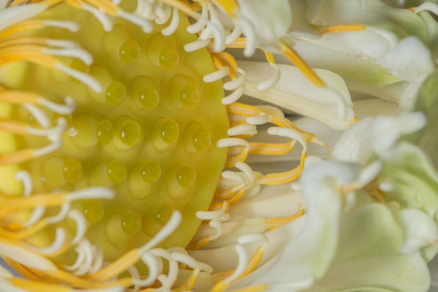 lotusblommanärbild foto