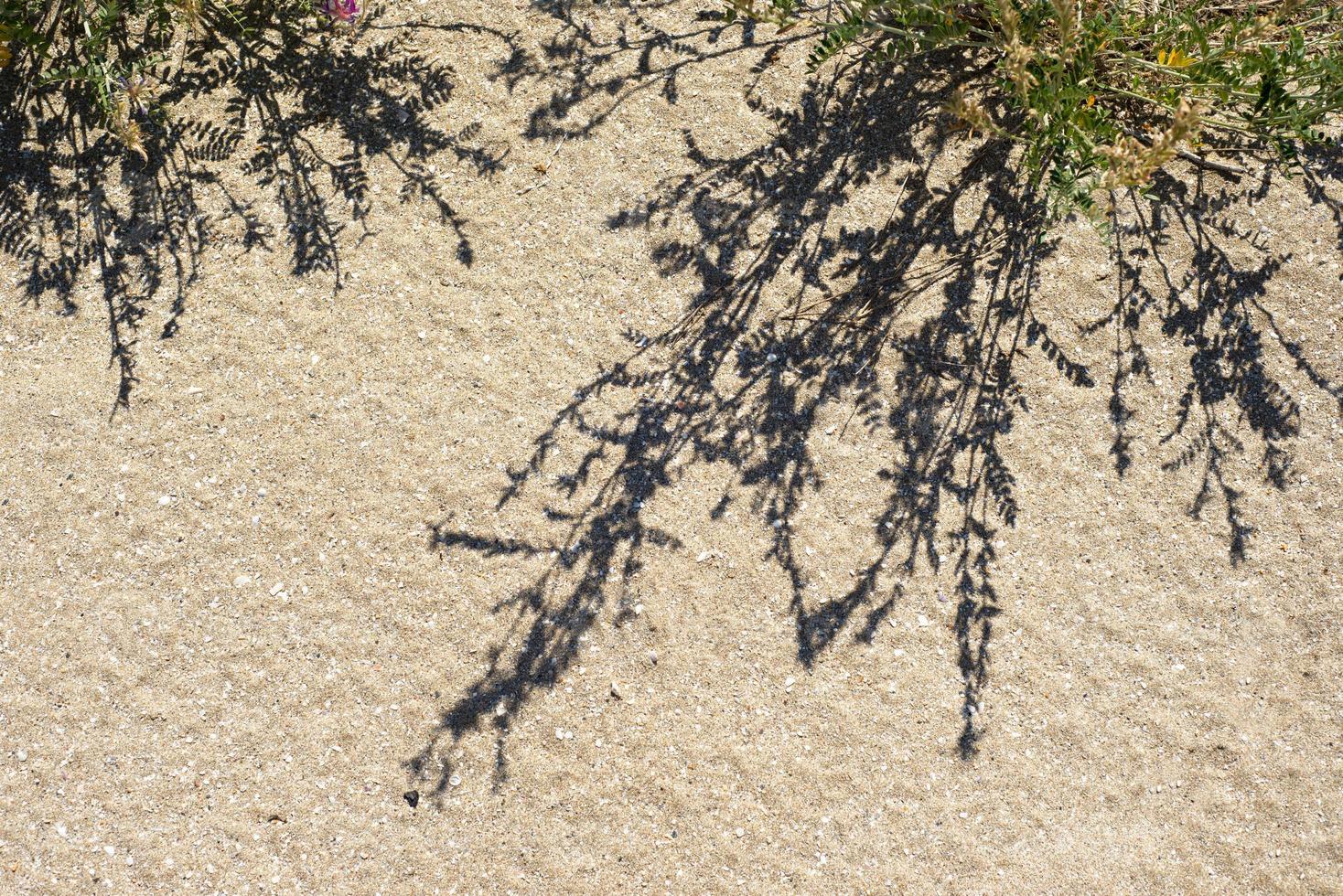 skuggor från de grenar av växter på de sandstrand av de sanddyner. foto