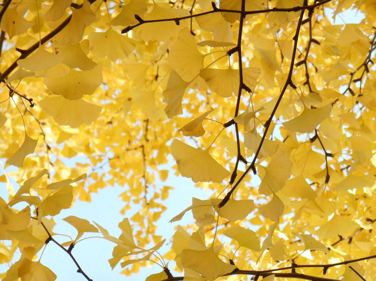 gingko träd på hösten foto