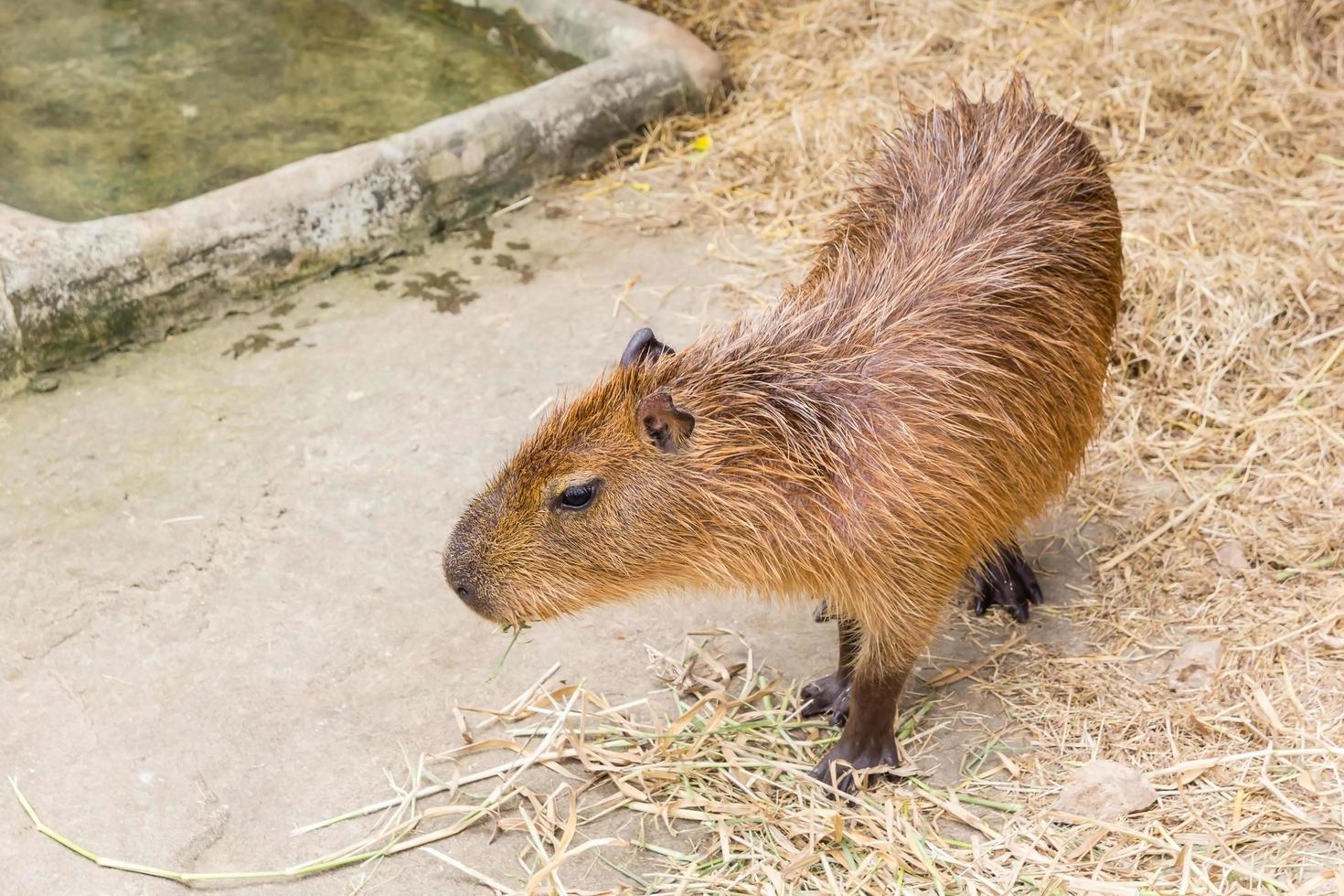 capybara på marken foto