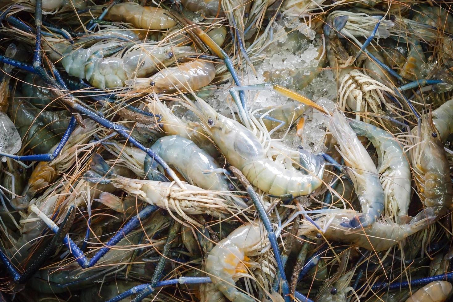 macrobrachium rosenbergii, även känd som jätteflodräka eller jätte sötvattensräka, är en kommersiellt viktig art av palaemonid sötvattensräka foto