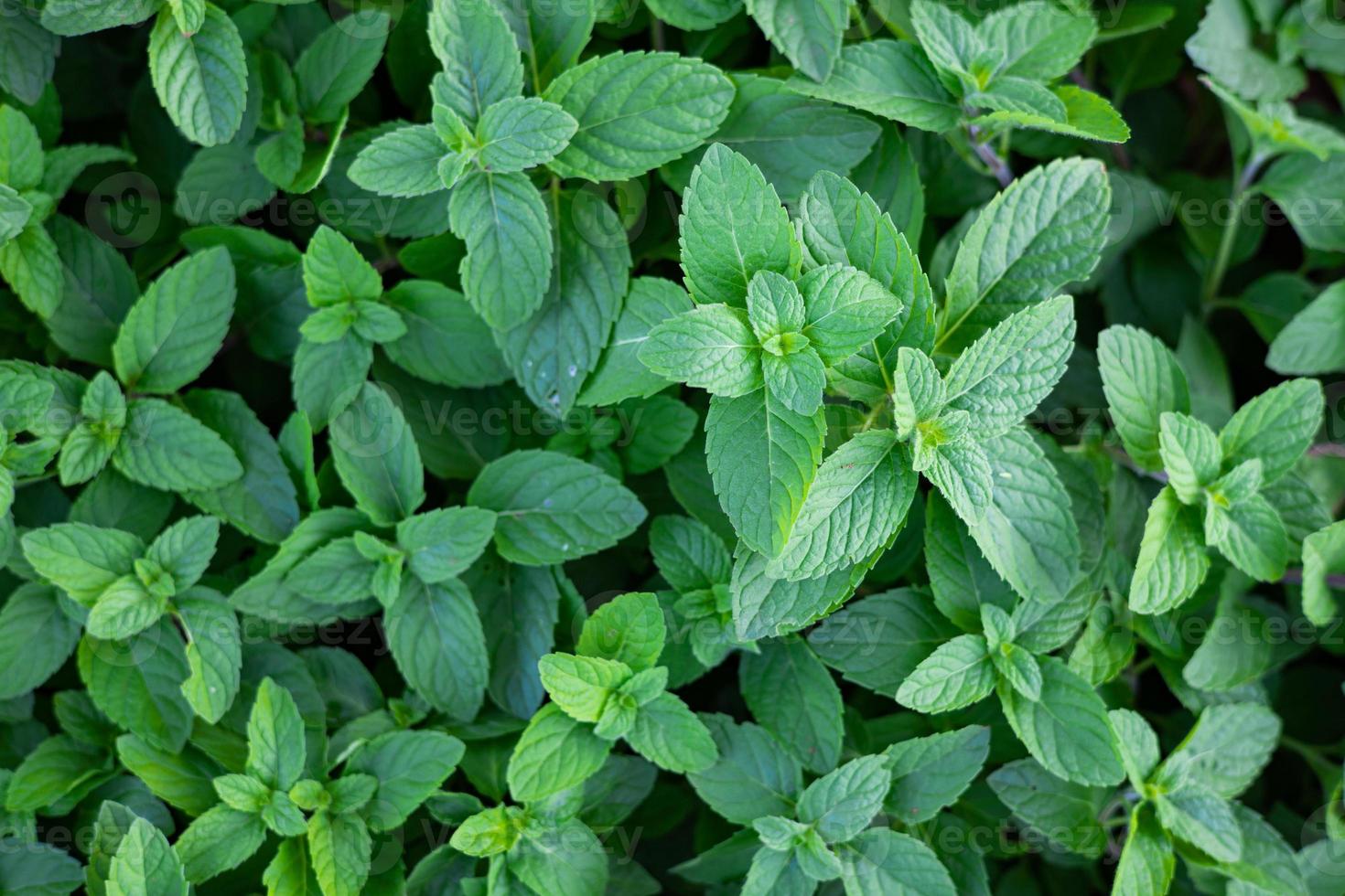 pepparmynta naturlig ört- del av de ört- Begagnade i traditionell thai medicin. natur grön blad klöver bakgrund foto