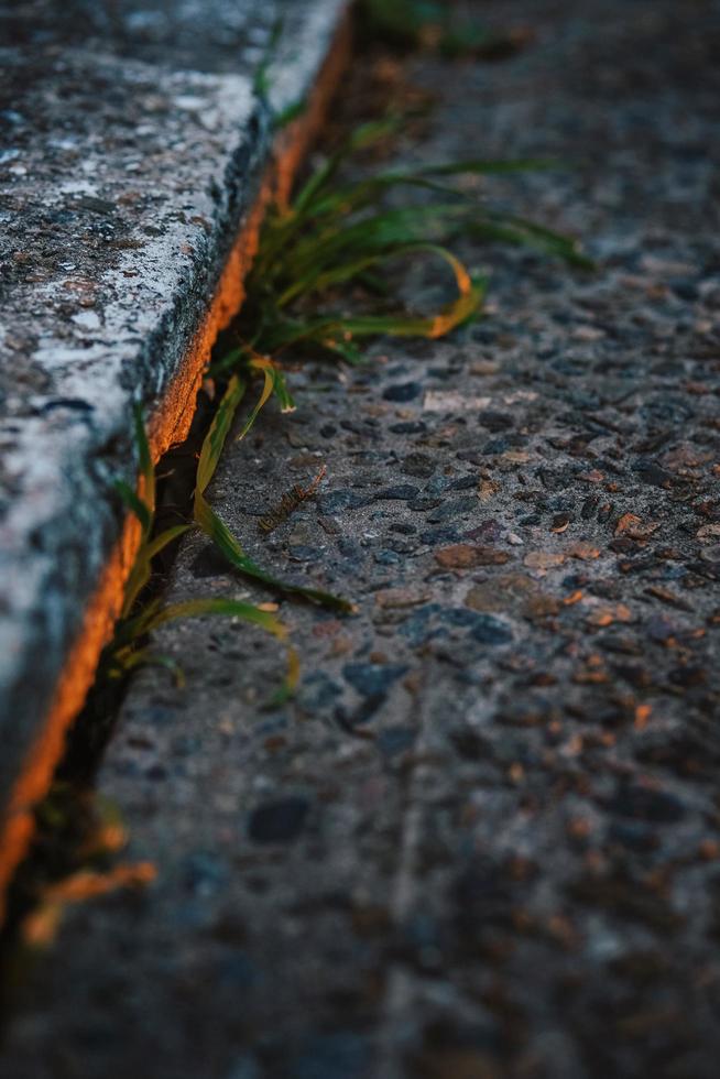 grön växt på betongytan foto