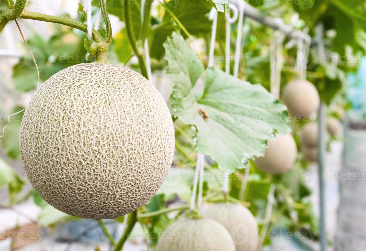 cantaloupmelon meloner växande i en växthus stöds förbi sträng melon nät selektiv fokus foto