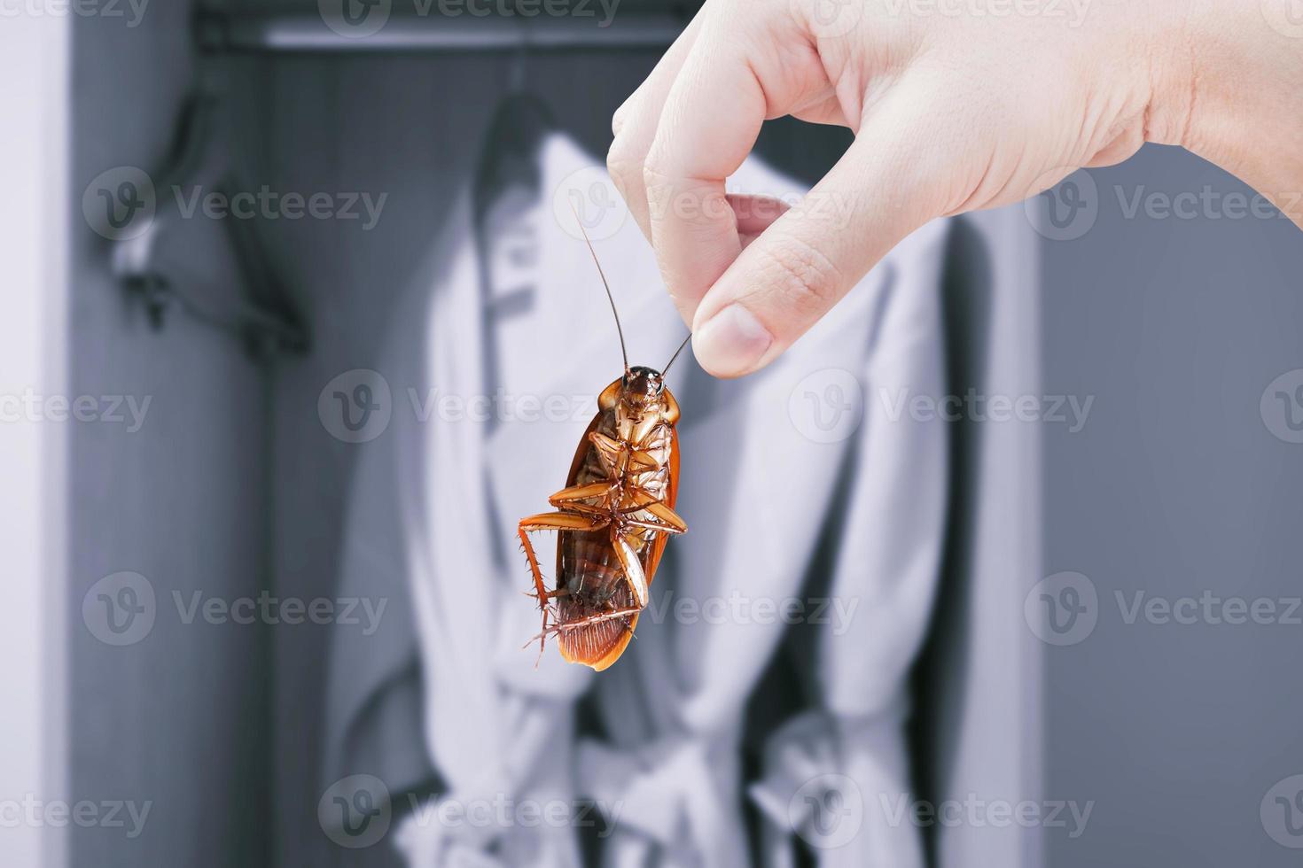 hand innehav kackerlacka med en garderob, skadedjur problem och insekt invasion i de sovrum hus bakgrund, eliminera kackerlacka i hus, kackerlackor som transportörer av sjukdom foto