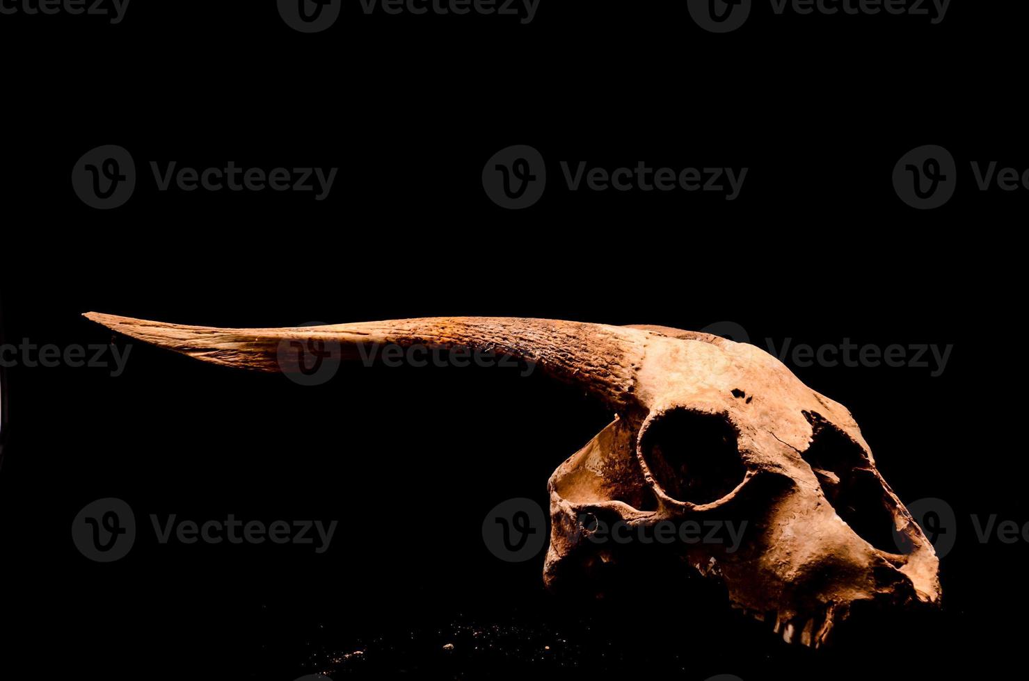 djur- skalle på svart bakgrund foto