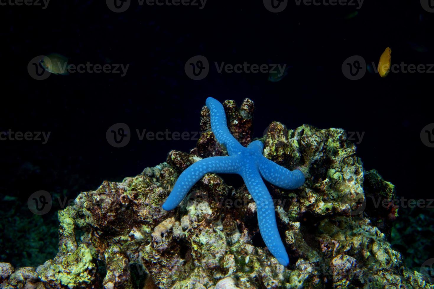 en blå hav stjärna hängande på rev i cebu filippinerna foto