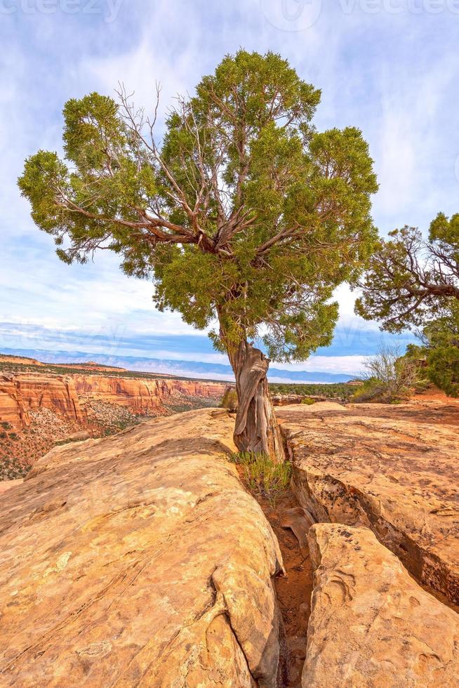 utah enbär växande ut från de stenar foto