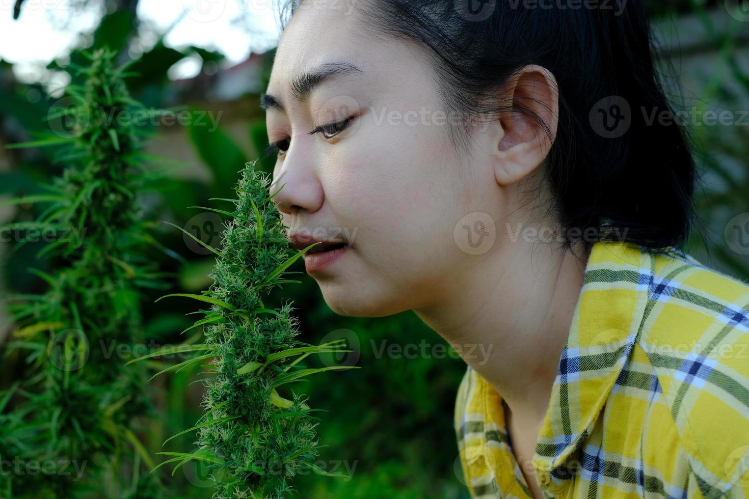 Asien kvinna lukta marijuana blomma i de cannabis plantage foto